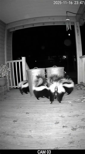 Skunks Caught Red-Handed Stealing Trash #wildlife #funny