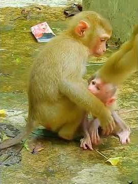 I am your real Son, Why why mother hate me, abandon me 😢😥#monkey #adorably #cute #animals #funny