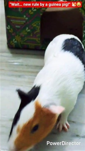 “Guinea Pig Makes a New Rule 🐹📜 Too Funny & Cute!” #trending #guineapighome #viral #shorts #pets ❤️