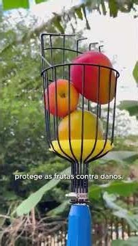 Colhedor de Frutas com Cabo Extensor para Colheita sem Stress #frutas #frutiferas #colheita #roça