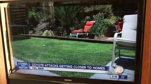 1.5K views · 25 reactions | Veterinarians agree our vest covers the areas that are typically injured during a coyote attack. Coyotes usually come from above try and grab the dogs neck and break it. Any dog unattended with a pack of coyotes or dogs can be mauled given enough time. | CoyoteVest | Facebook