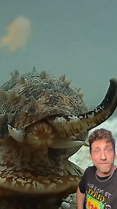 The Geography Cone Snail is TERRIFYING | Debate diggest