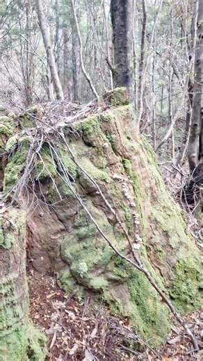 Discover The Tarkine 🥸🌳 | Trent Aitken