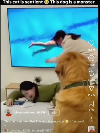 宠物成精啦！The pet has become sentient!#宠物#动物#有趣#快乐#pets #animals #fun #happybirthday