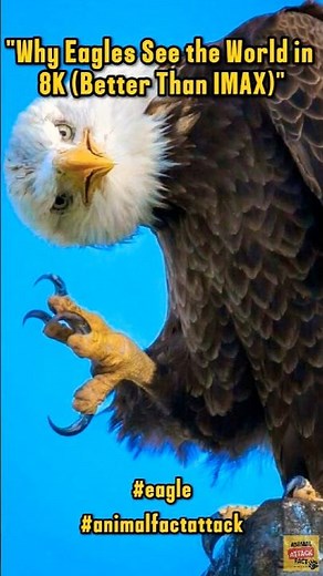 "Why Eagles See the World in 8K (Better Than IMAX)" #wildlife #animals #eagles