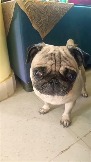 (pug edition🤣) #pug #funny