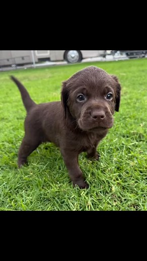 The chunk… and he’s barely going to turn 4 weeks 🥰😁😎 #WalleeKennels home of #AAALabs by the way he barked at me… little dude has a voice and an attitude 🤣 | AAA Labs Labrador Puppies Ontario CA