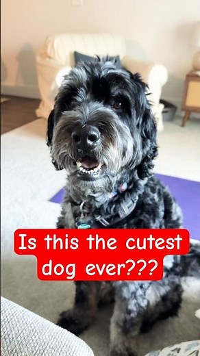 Cutest bernedoodle ever 🐶🔥 #cutedog #cutedogs #pets #dog #dogshorts #dogs #puppy