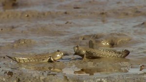 Mudskippers and Fiddler Crabs in their natural environment Clip from BBC Ganges Episode 3: Waterland Presented and narrated by Sudha Bhuchar | For The Love of Fish