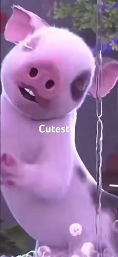 Cutest Dancing Pig | Funniest Video #funny #dance #cartoon