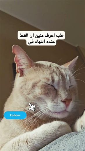 القط لندن 🐈 🇪🇬 مينفعش تبقي مربي قطط و مش عارف الموضوع دةالرجاء المتابعة#حيوانات #قطط #قط