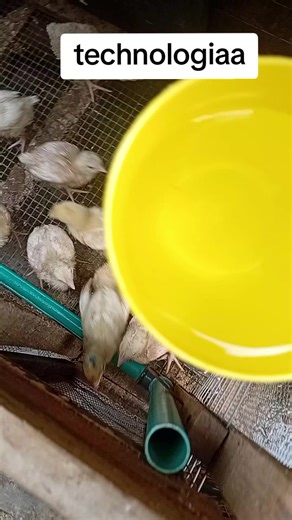 Innovative Broiler Chicken Farming Techniques