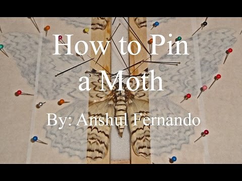 How to Pin a Moth