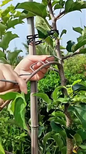 How to Shape Your Tree with These Simple Tools