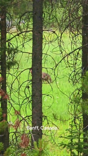 Banff Canada #Bear #BabyBear #banff #banffnationalpark #WildlifeCanada #wildlife
