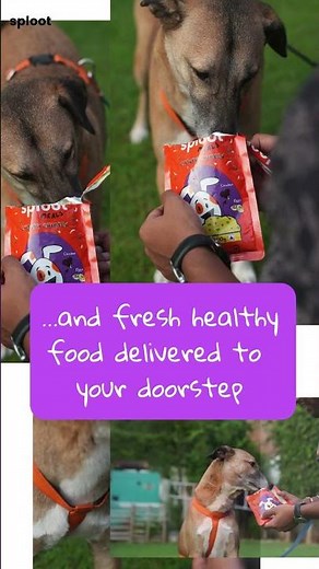 Want to be a better dog parent There’s an app for that! (Psst - it's called Sploot) #shorts #dogs