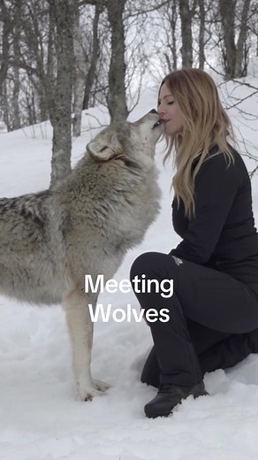 Meeting Wolves in Scandinavia | Explore the Nordic Wildlife