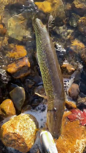 Love hate relationship with pickerel… #fishing #fishtok #fisherman | fishing
