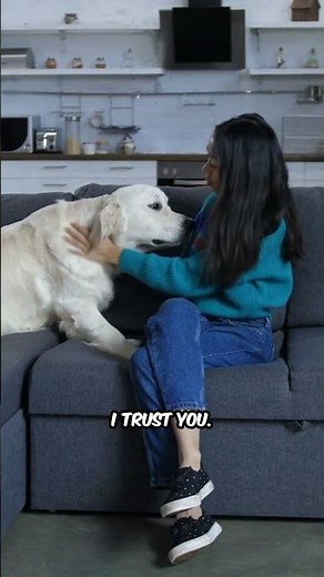 Dog Language: What your dog is really saying to you