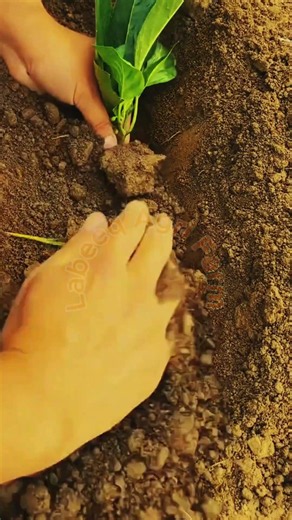 Chili Branch Pruning and Stem Propagation: Precision Leaf Trimming and Earth Burying Technique 🌿✂️✨