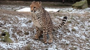 Close-up On Cheetah That Pooping Wildlife Stock Footage Video (100% Royalty-free) 1097564925 | Shutterstock