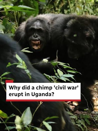 Chimpanzee Rift: Why Did 24 Ugandan Chimps Die?