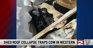 Snow-Heavy Shed Collapses with Cow Inside: Local Firefighters Work to Rescue the Animal