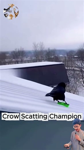 Scater Crow 😅😎👑#shortsfeed