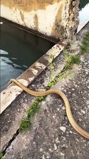 “Mesmerizing Scene of a Snake Moving in Water”
