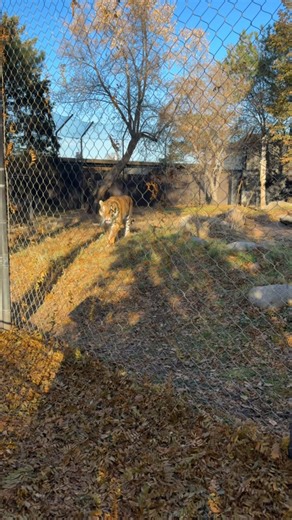 📣 Attention Zuzaan fans! Zuzaan stickers are now included in every full pack of trading cards in our gift shop! Grab a pack, explore the zoo, and find your favorite animal friends, all while supporting our conservation efforts! . . . #GPZoo #Zoo #SiouxFalls #Zuzaan #AmurTiger #TradingCards | Great Plains Zoo