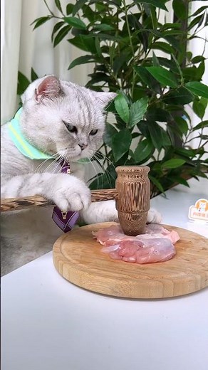 Master Cat Making Moon Cakes 🥮Crab Roe Noodles Delicious 😋