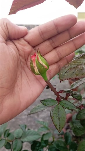 Rose id Blush #rose #rosecaring #howto #youtube