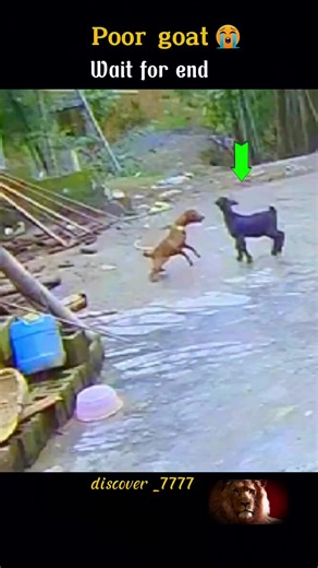 Cute Dog Videos Compilation - Funny and Adorable Moments