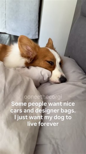 Oonee Uni on Instagram: "🤎🤍 i just want them to live forever © This content is the protected intellectual property of @ooneethecorgi. Copying, reproduction, or redistribution without the owner’s consent is prohibited. #puppy #puppyinstagram #fyp #dogsofinstagram dogsg dog #corgi corgisofinstagram corgipuppy corgisingapore puppymischief fyp corgination meme fyp”) fyp puppymischief viral trend doglover"