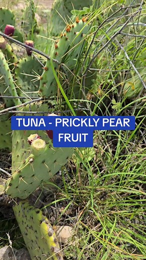 How to eat prickly pear tuna #pricklypear #pricklypeartuna #jamesbigleyranches #homestead #ranches #land #texas #blackbear #comanche #apache #liveofftheland | James Bigley Ranches