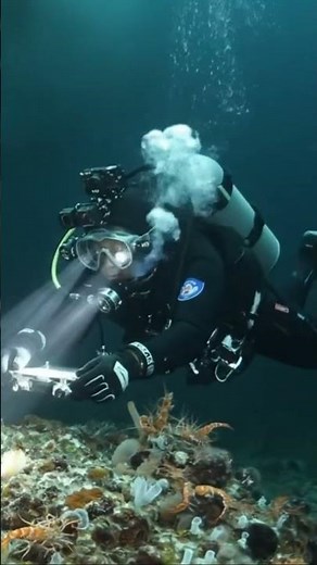 The condor is soaring effortlessly on powerful thermal updrafts