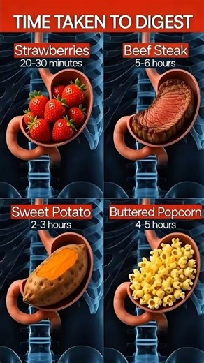 Digestion Time Guide | How Long Different Foods Take to Digest