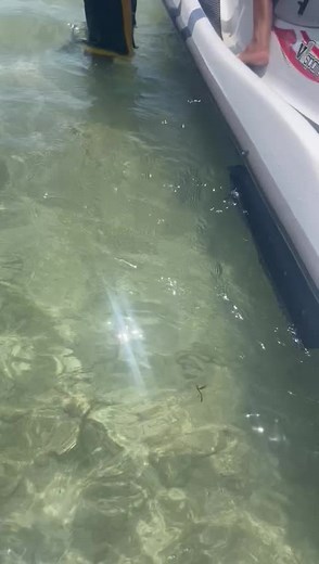 Reina Castillo Ca926 on TikTok