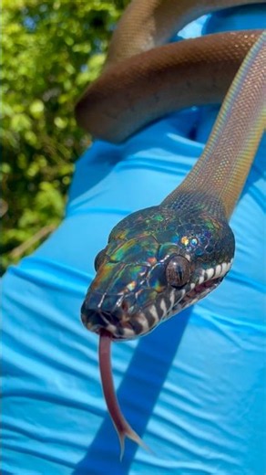 From Hatchling to Amazing Pet | Northern White Lipped Python