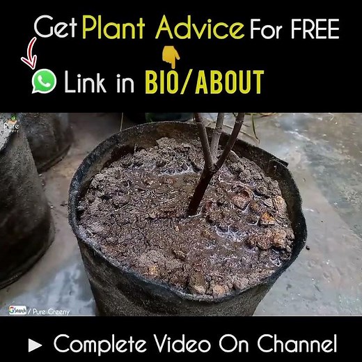 Most Effective Ways to Use Limestone Powder for Plants!