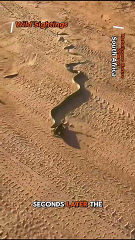 Chameleon cheats death! Snake attack caught on camera