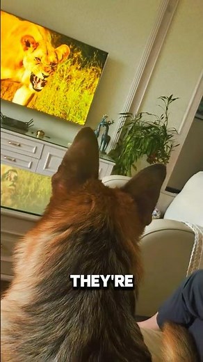 Why Some Dogs Watch TV Like Humans 🐶
