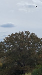 2.4K views · 28 reactions | We just had a massive bird migration pass through. Can anyone tell from the noise what they most likely are? I hear some individual crows calling. It was really fun to see! I hope something more interesting than starlings. In Charlottesville. | Rebecca English | Facebook