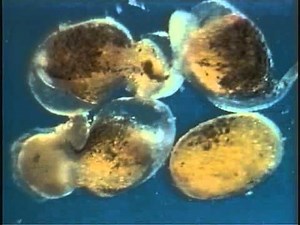 DISCUS BREEDING 101 PT 3