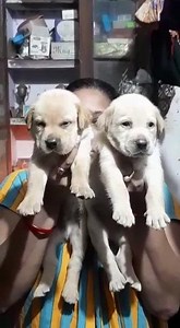 12 reactions · 4 comments | Male Lab Puppies. Call 9800604619 for details. | The PET Shoppe Siliguri | Facebook