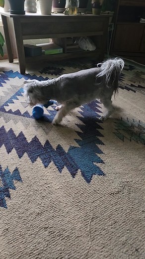 🤣#scrappydoospecial