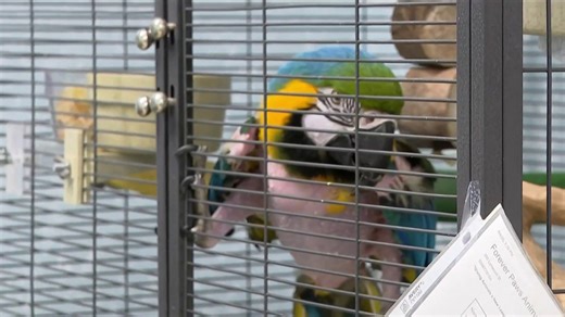 Massachusetts animal shelter's 'R-rated' parrot finds new home