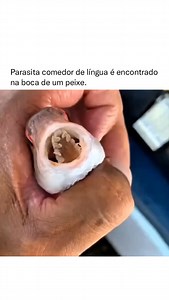 O Cymothoa exigua, popularmente conhecido como piolho comedor de língua, é um parasita isópode marinho que possui uma das adaptações mais bizarras do mundo animal. Ele se instala na boca de um peixe hospedeiro, geralmente espécies como a corvina, e prende-se à base da língua do animal, sugando seu sangue até que o órgão atrofiado caia. Em um processo único na natureza, o parasita então assume a função da língua, conectando-se aos músculos e permitindo que o peixe continue a se alimentar normalme