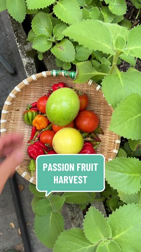 How to Grow & Harvest Delicious Passion Fruit