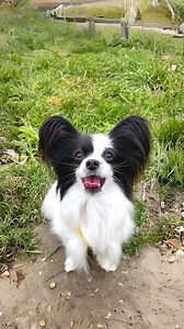 15K views · 302 reactions | Papillon 曆 The Butterfly-Eared Pups! | 1...